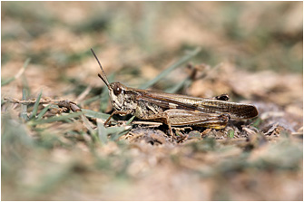 Aiolopus  thalassinus